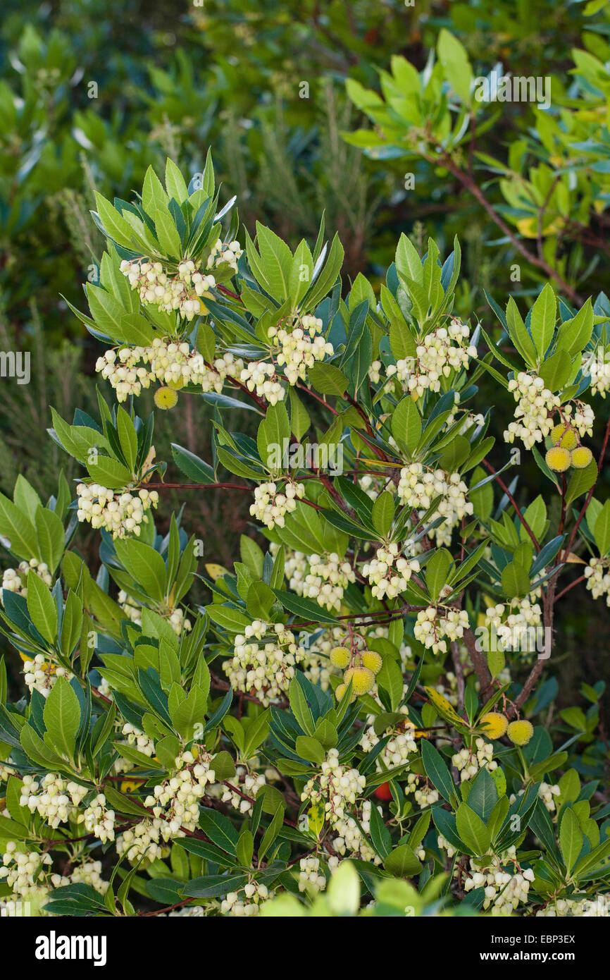 Killarney l'arbousier (Arbutus unedo), la floraison Banque D'Images
