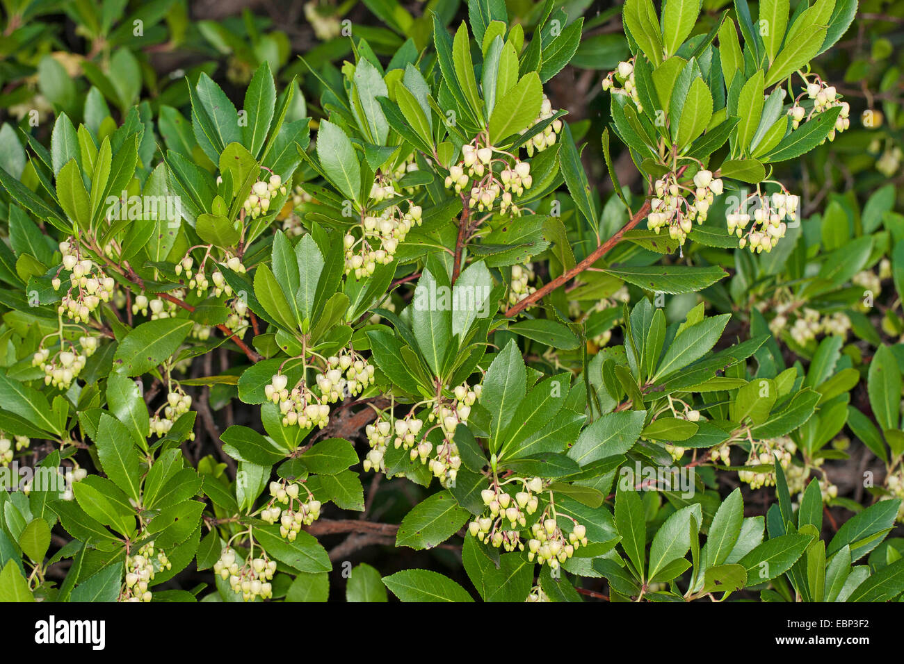 Killarney l'arbousier (Arbutus unedo), la floraison Banque D'Images