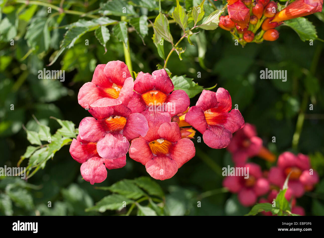 Réducteur de trompette, trompette vigne (campsis radicans, Bignonia radicans, Tecoma radicans), fleurs Banque D'Images