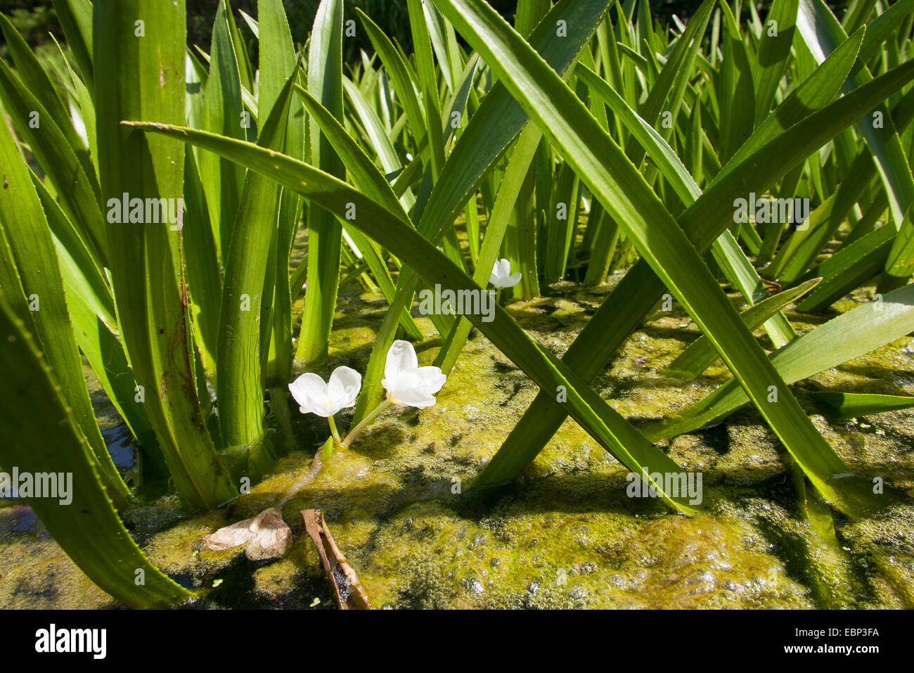 Les griffes du crabe, de l'eau (Stratiotes aloides-soldat), blooming, Allemagne Banque D'Images