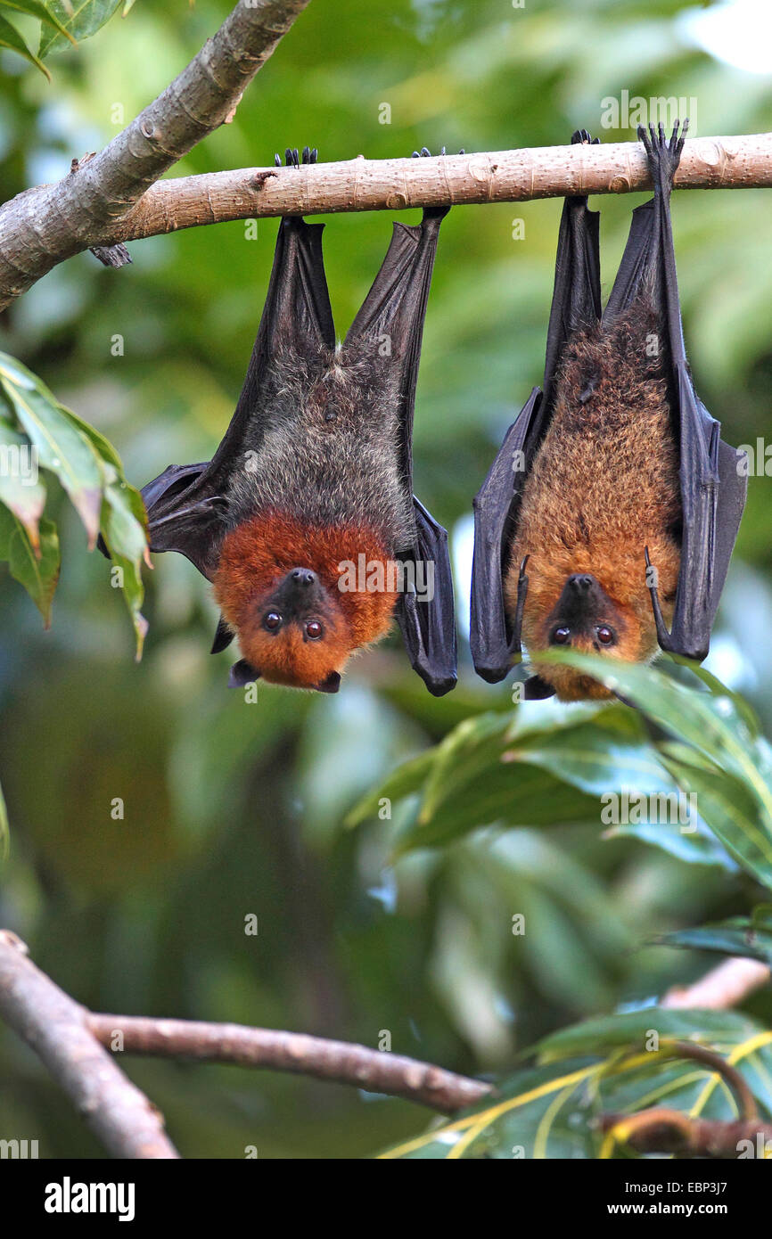 Seychelles, seychelles flying fox (Pteropus seychellensis fruit bat), paire accroché dans un arbre, Seychelles, Mahe Banque D'Images