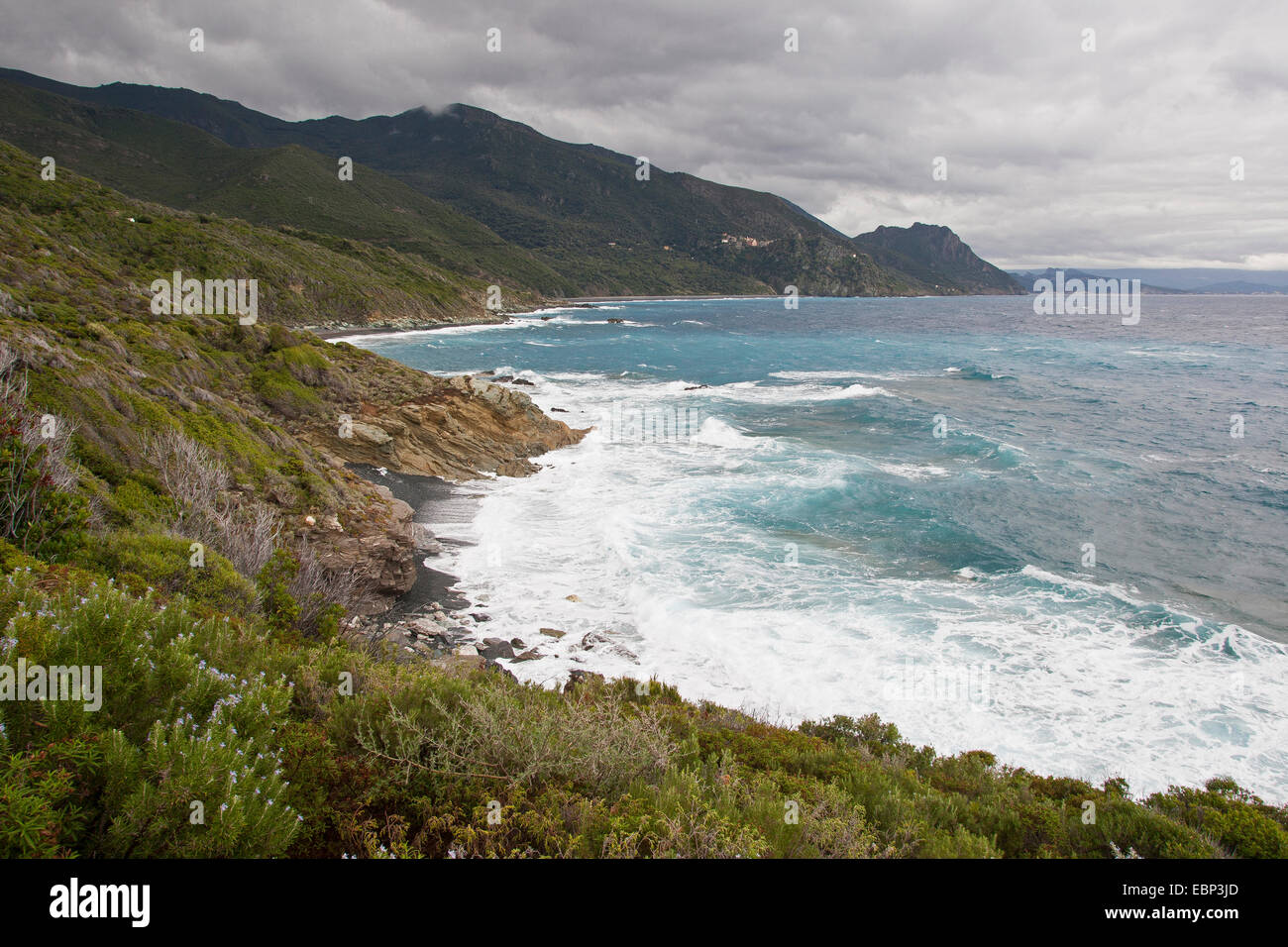Arbustaie de maquis à rocky coast, France, Corse Banque D'Images