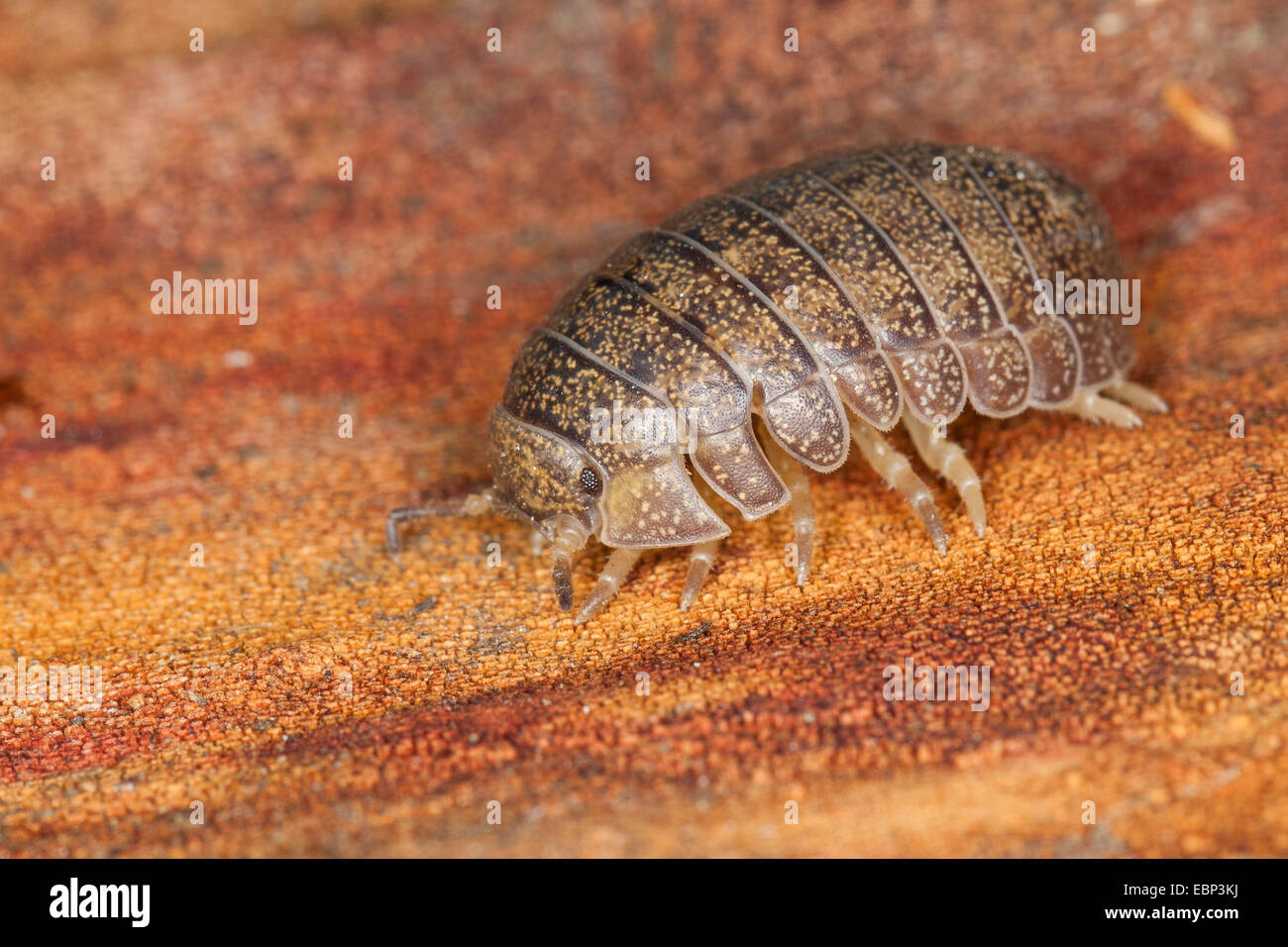 Cloportes vulgaires, comprimé bug (Helleria brevicornis), sur bois, France, Corse Banque D'Images
