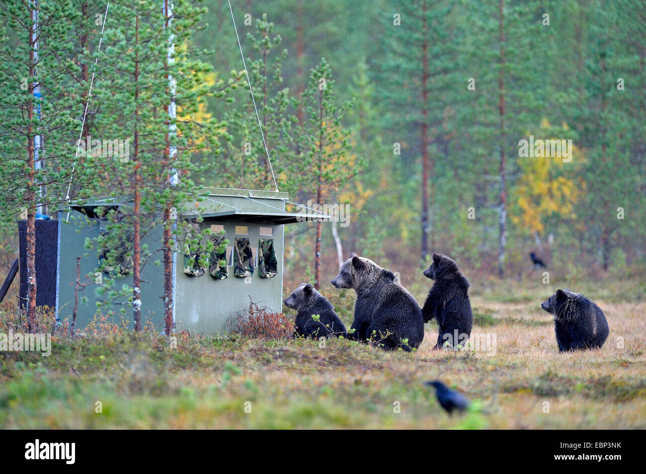 L'ours brun (Ursus arctos arctos), she-bear avec les mineurs d'inspecter une cachette pour les photographes, Finlande Banque D'Images