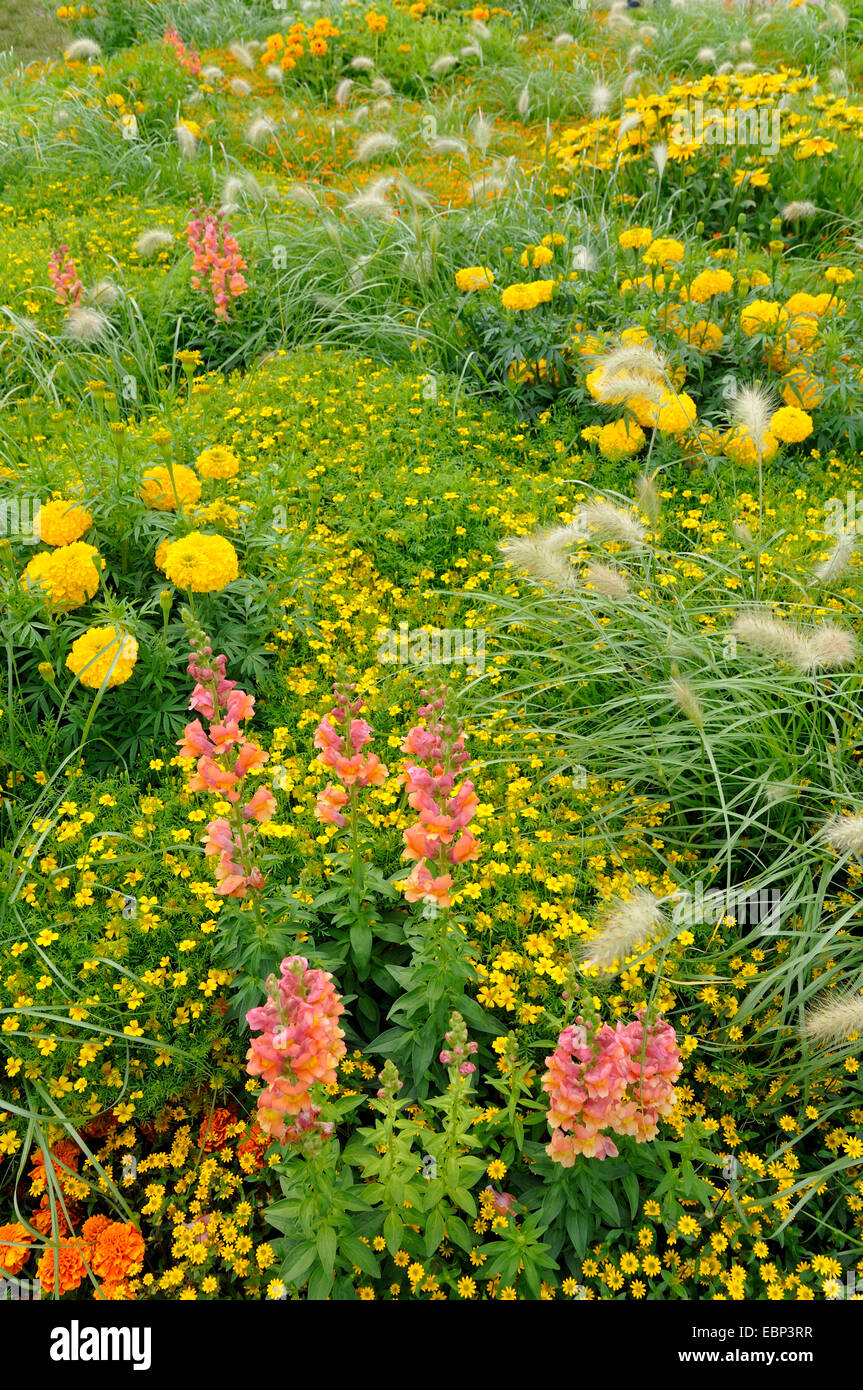 Marigold africains (Tagetes erecta), lit de fleur avec souci, garden snapdragon, et fountaingrass, Allemagne Banque D'Images