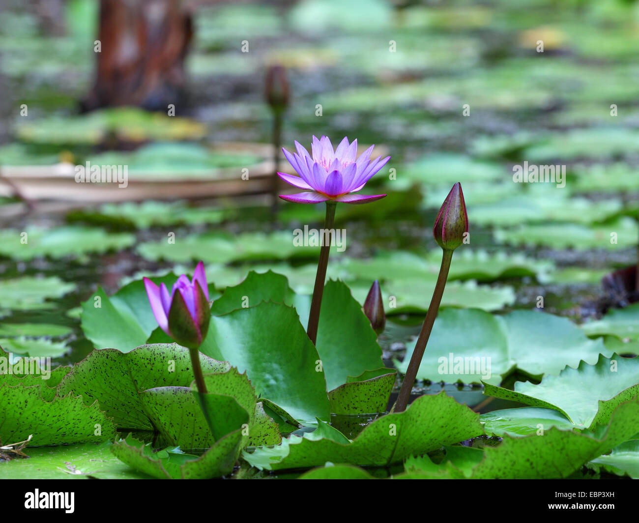 Lotus égyptien, le lotus bleu du Nil, nénuphar bleu (Nymphaea caerulea), oranger, Seychelles, Mahe Banque D'Images