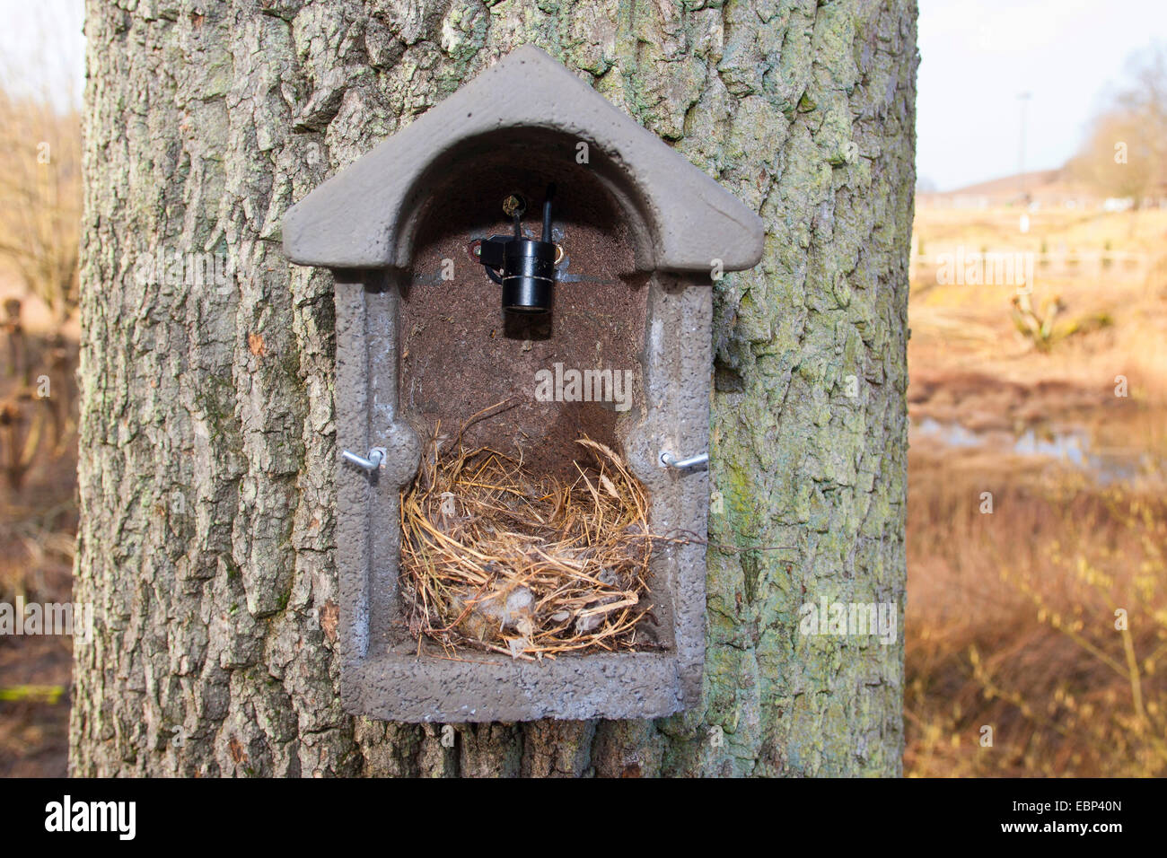 Fort d'oiseaux, nichoir avec caméra dans le nichoir qui peuvent transférer des photos de ce qui se passe à un écran, Allemagne Banque D'Images