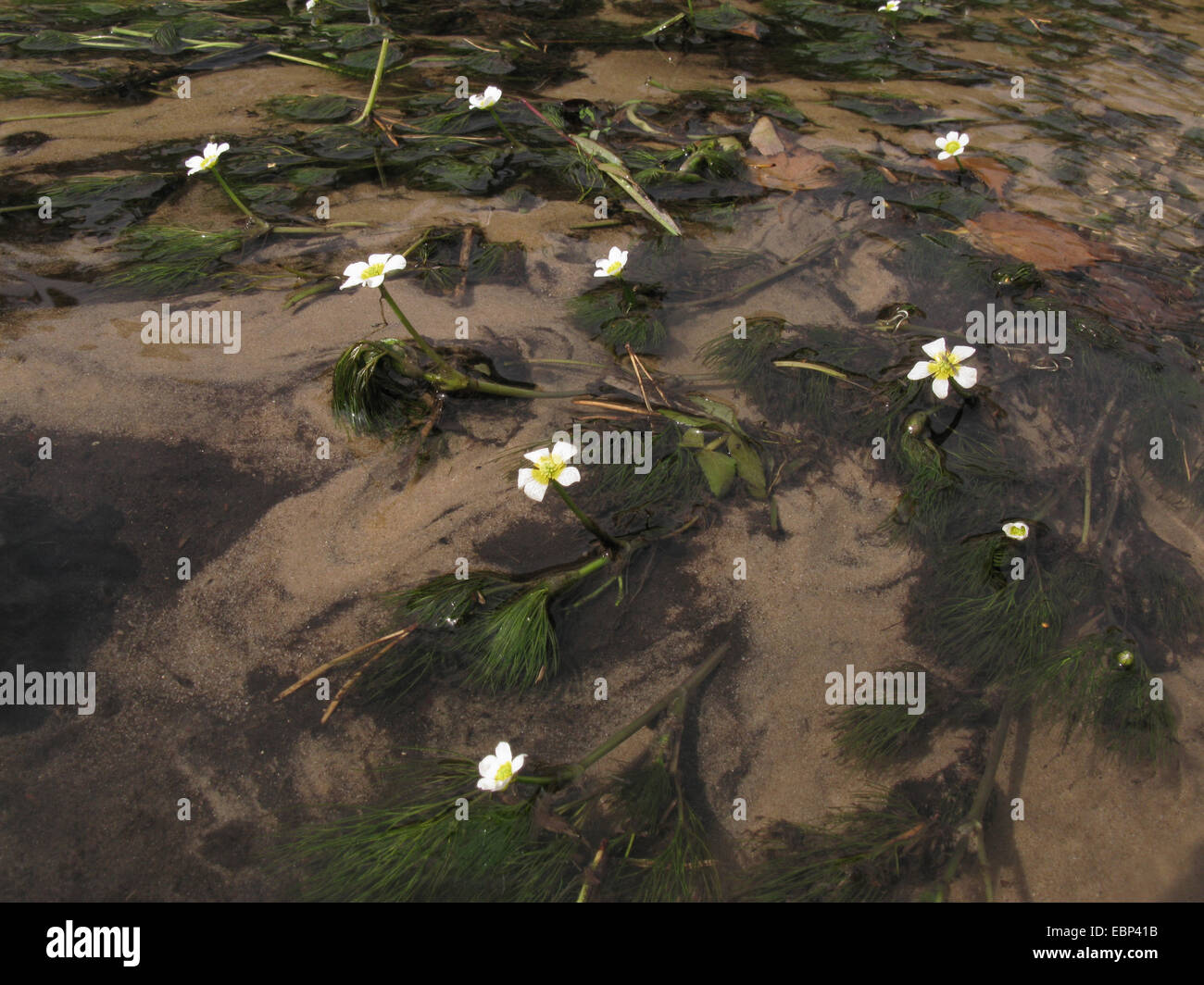 Le water-crowfoot (Ranunculus trichophyllus), qui fleurit dans un ruisseau, l'Allemagne, Rhénanie du Nord-Westphalie Banque D'Images