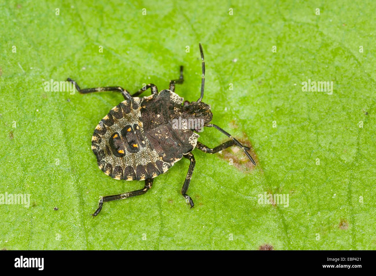 Pentatoma rufipes (bug des forêts), larve, Allemagne Banque D'Images