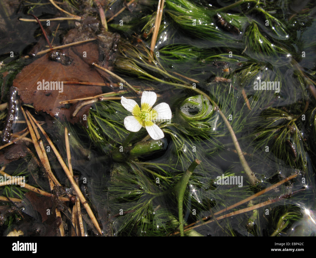 Le water-crowfoot (Ranunculus trichophyllus), qui fleurit dans un ruisseau, l'Allemagne, Rhénanie du Nord-Westphalie Banque D'Images