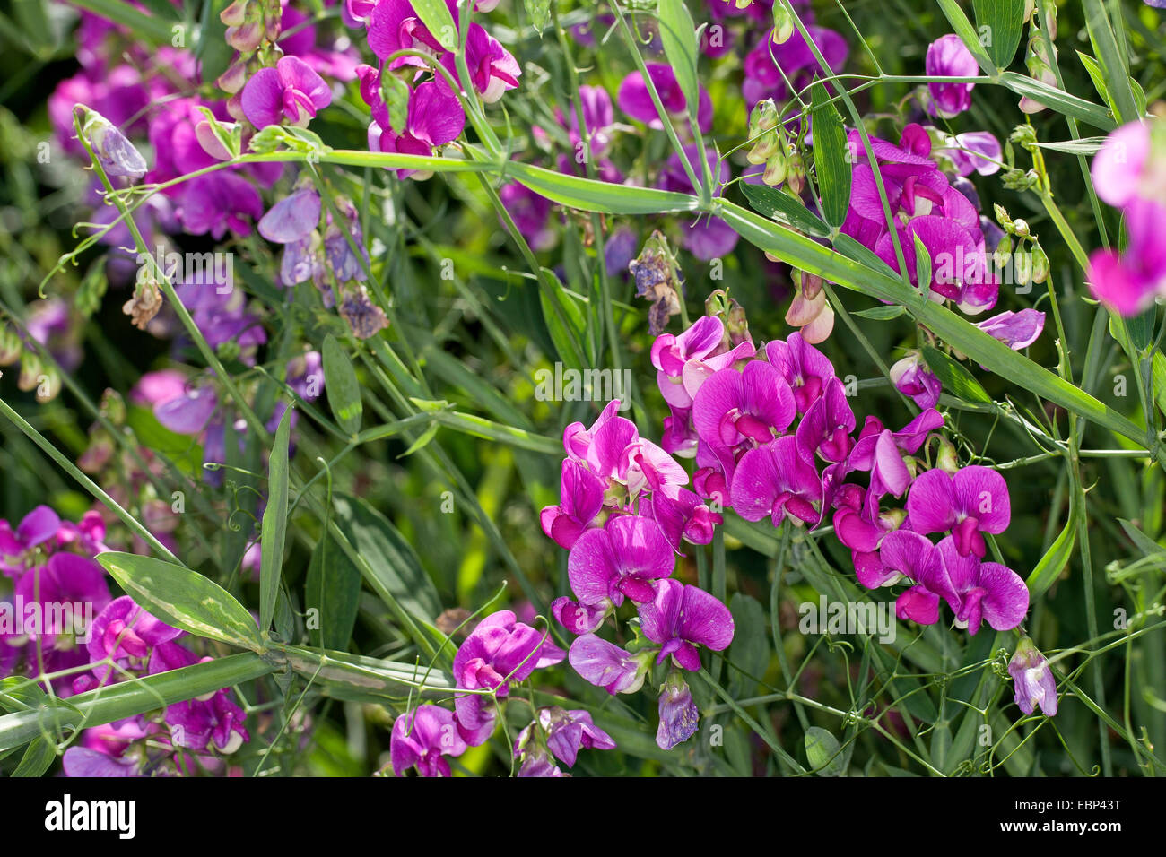 Pois vivaces à feuilles larges, éternelle peavine, pois, pois vivaces vivaces, peavine (Lathyrus latifolius), blooming, Allemagne Banque D'Images