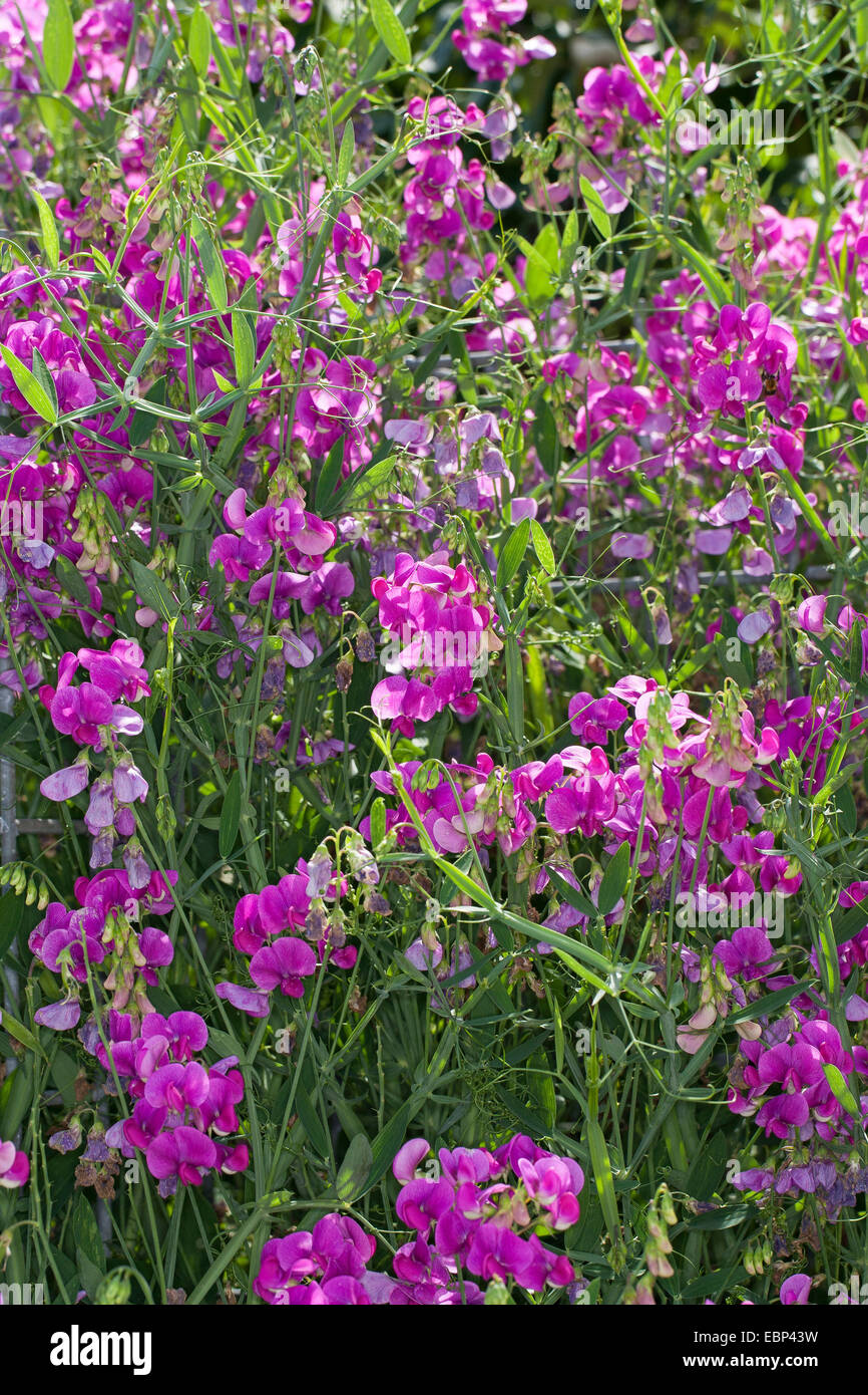 Pois vivaces à feuilles larges, éternelle peavine, pois, pois vivaces vivaces, peavine (Lathyrus latifolius), blooming, Allemagne Banque D'Images
