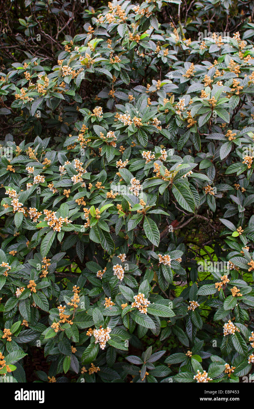 Loquat, Japonais prunier (Eriobotrya japonica), de la direction générale en fleurs Banque D'Images