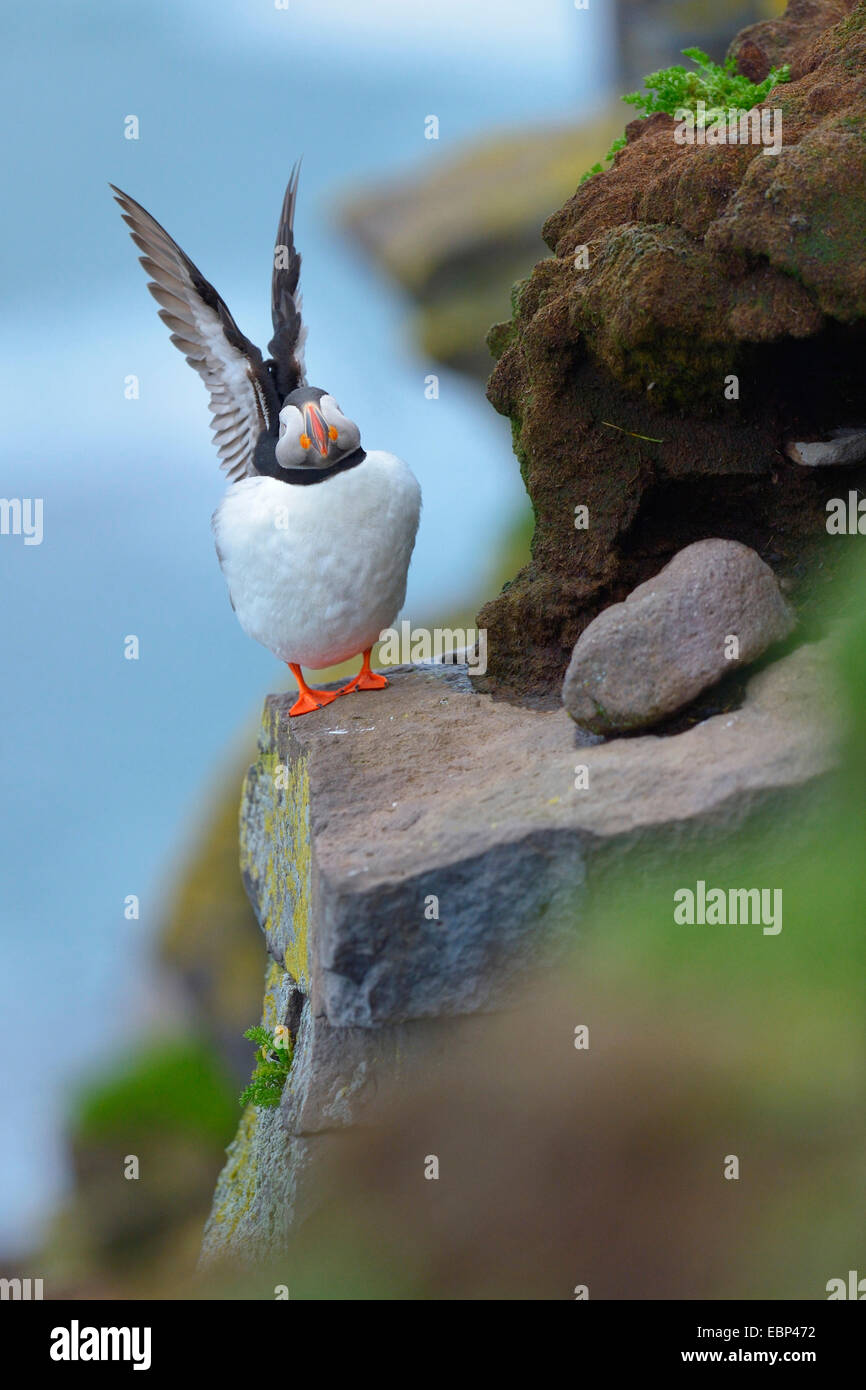 Macareux moine, Fratercula arctica Macareux moine (commune), sur une pierre d'oiseaux adultes au repos, les ailes battantes Islande Banque D'Images