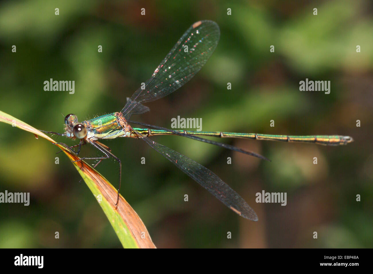 Mererald willow (demoiselle Lestes viridis, Chalcolestes viridis), assis à un roseau halm, Allemagne Banque D'Images