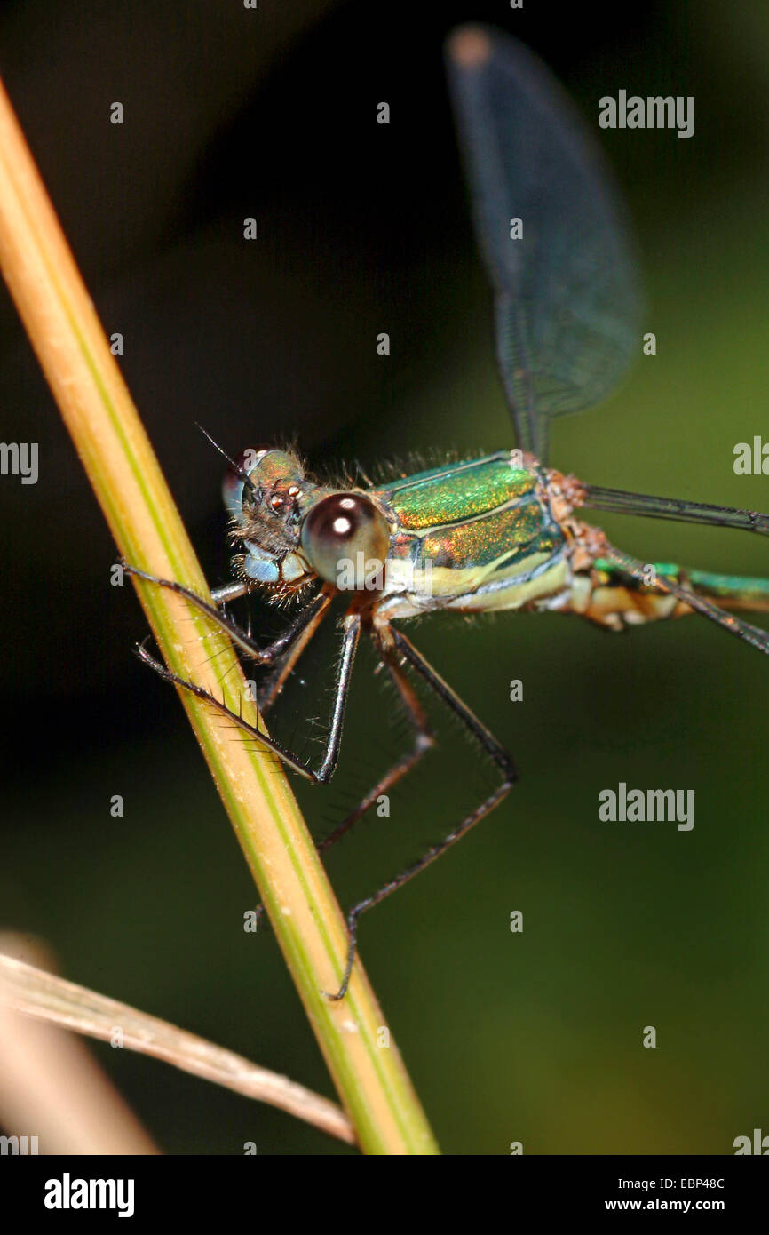 Mererald willow (demoiselle Lestes viridis, Chalcolestes viridis), assis à un roseau halm, Allemagne Banque D'Images