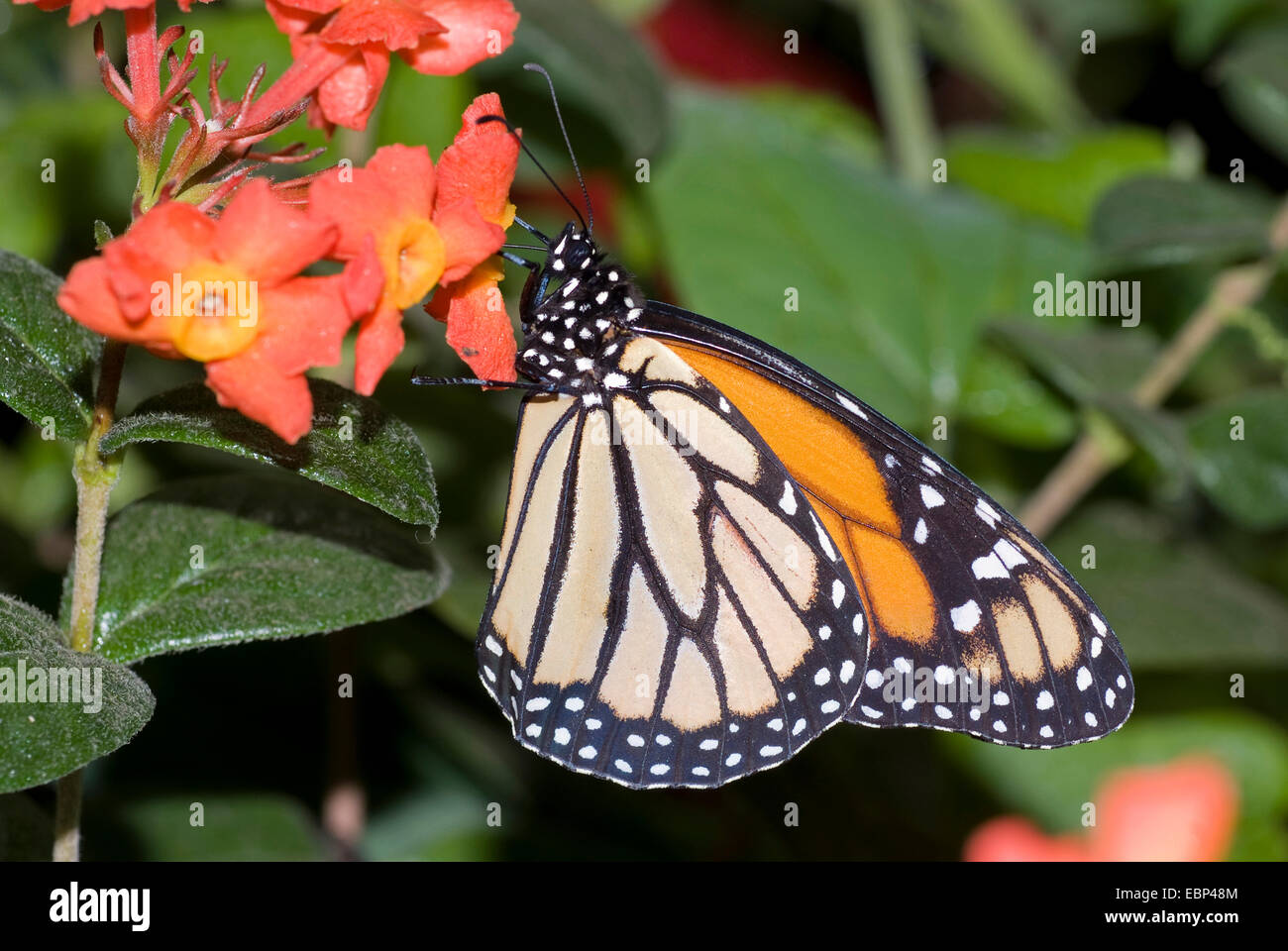 L'asclépiade, papillon monarque (Danaus plexippus), assis sur une fleur Banque D'Images