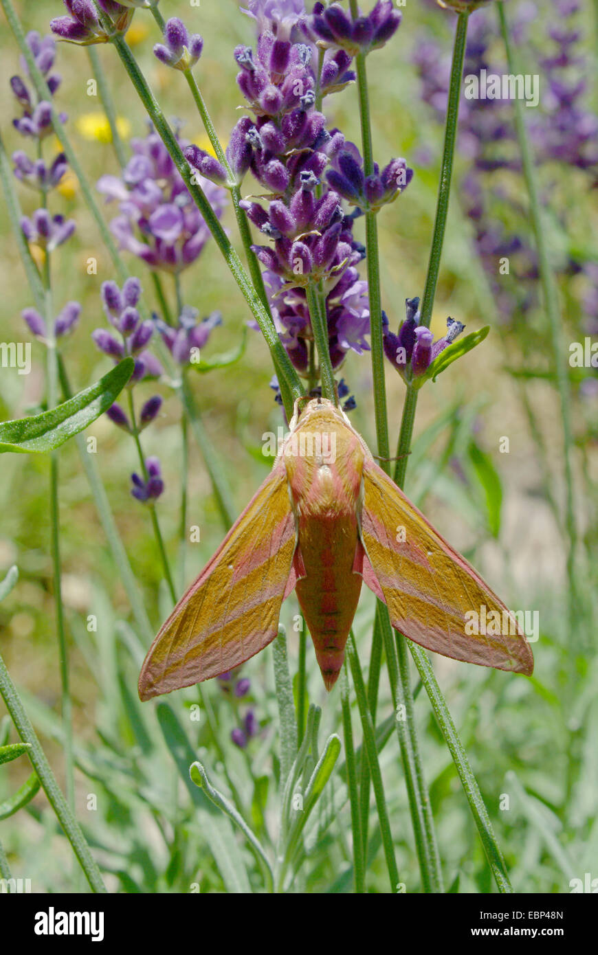 (Deilephila elpenor sphynx éléphant), assis à la floraison lavande, Allemagne Banque D'Images