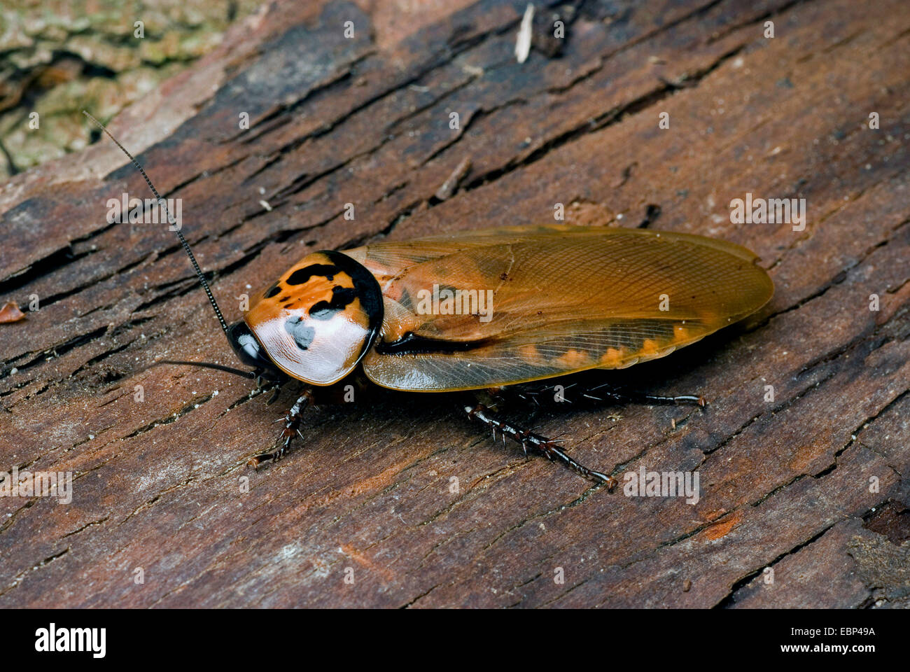 4 spots roach (Eublaberus distanti), sur l'écorce Banque D'Images