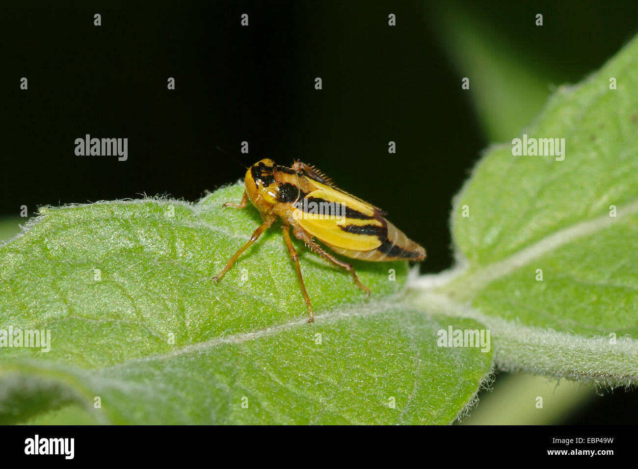 La cicadelle (Evacanthus interruptus hop), sur une feuille, Allemagne Banque D'Images