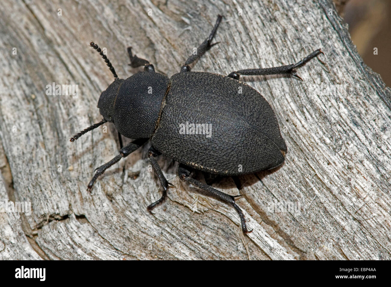 Beetle (Graecopachys quadricollis), sur le bois mort Banque D'Images