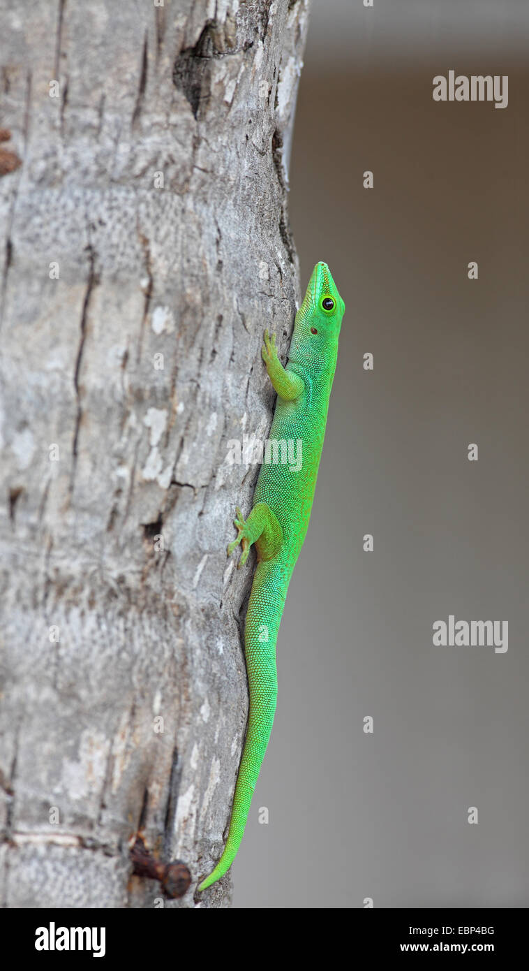 Jour géant Seychelles gecko (Phelsuma sundbergi sundbergi, clims) à une tige de l'arbre, Seychelles, Praslin Banque D'Images