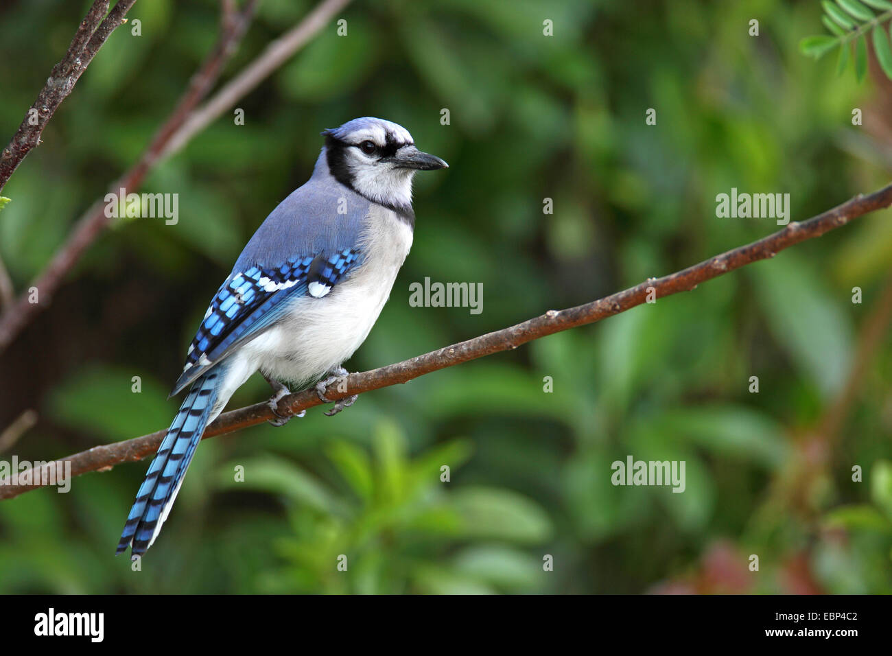 Le geai bleu (Cyanocitta cristata), est assis dans un arbre, USA, Floride, le Parc National des Everglades Banque D'Images
