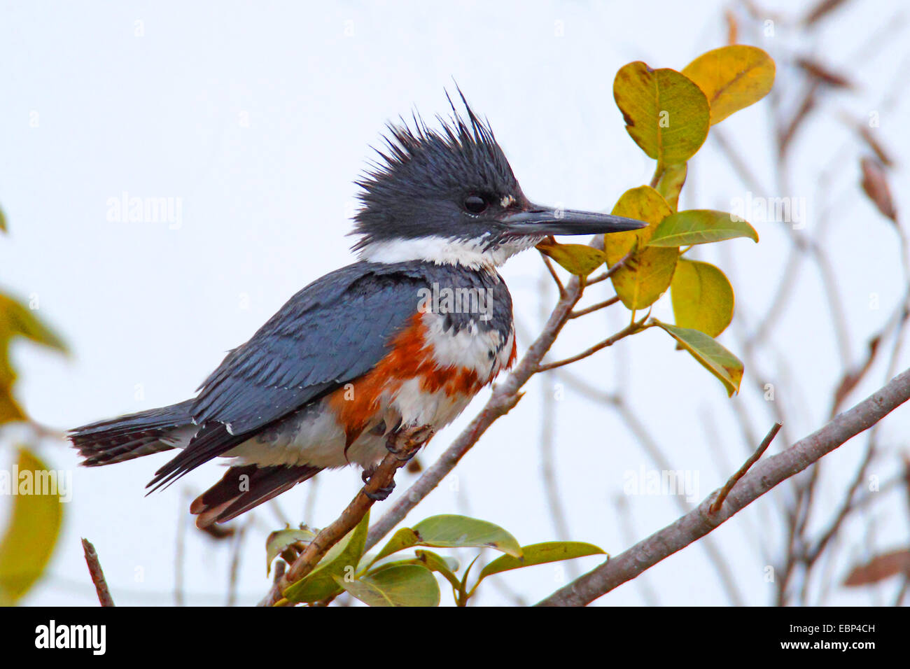 Martin-pêcheur d'Amérique (Megaceryle alcyon, Ceryle alcyon), femme est assise dans un buisson, USA, Floride, le Parc National des Everglades Banque D'Images