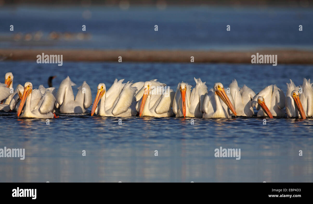 Pélican blanc (Pelecanus erythrorhynchos), une volée de chasse pélicans poissons, USA, Floride, l'île de Sanibel Banque D'Images