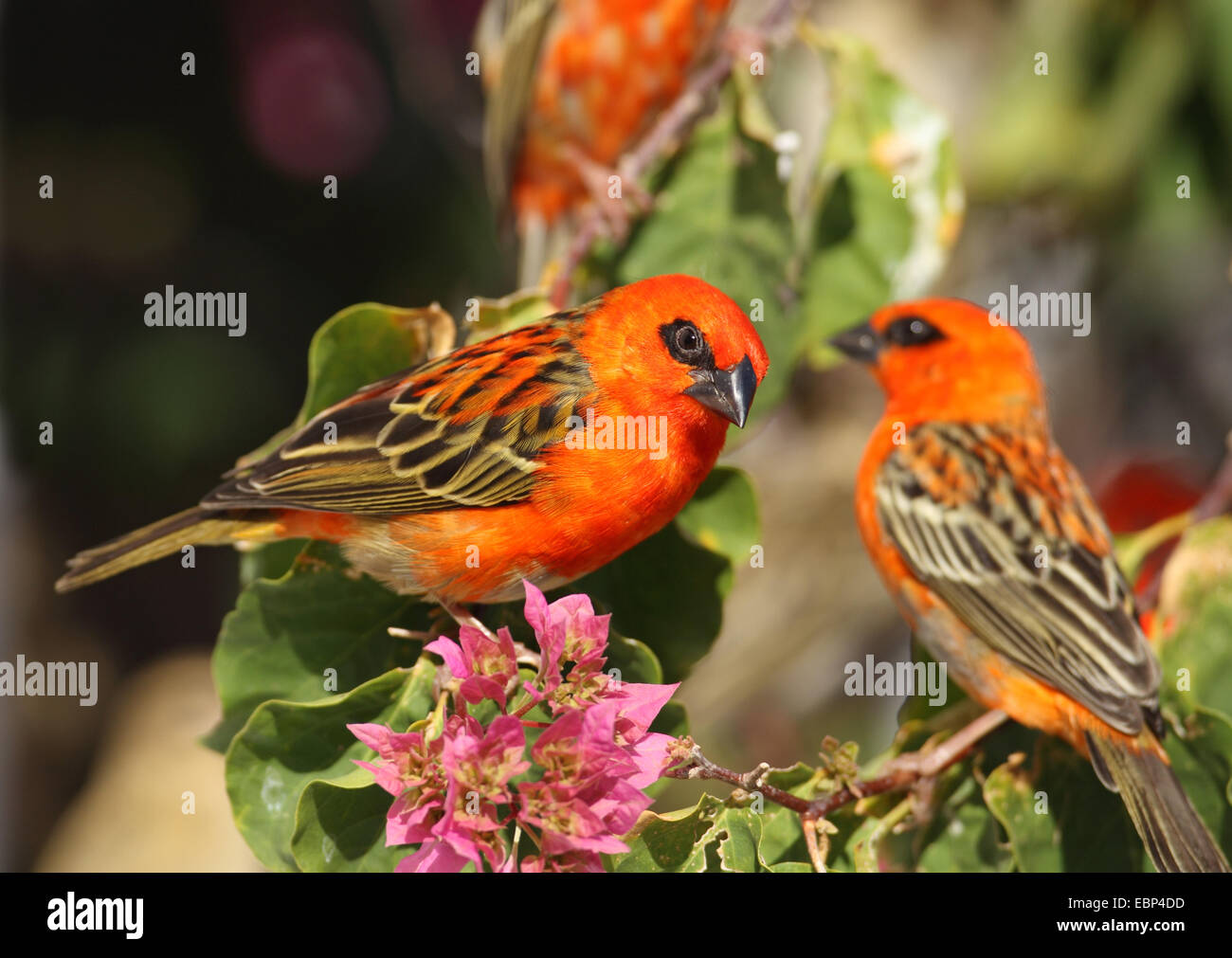 Rouge malgache fody (Foudia madagascariensis), deux hommes assis dans un buisson, Seychelles, Praslin Banque D'Images