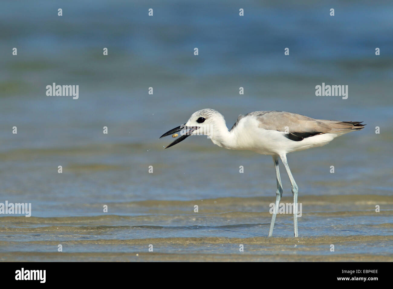Pluvier crabe (Dromas ardeola), oiseau en plumage immature de manger une crevette sur la plage, Seychelles, Praslin Banque D'Images