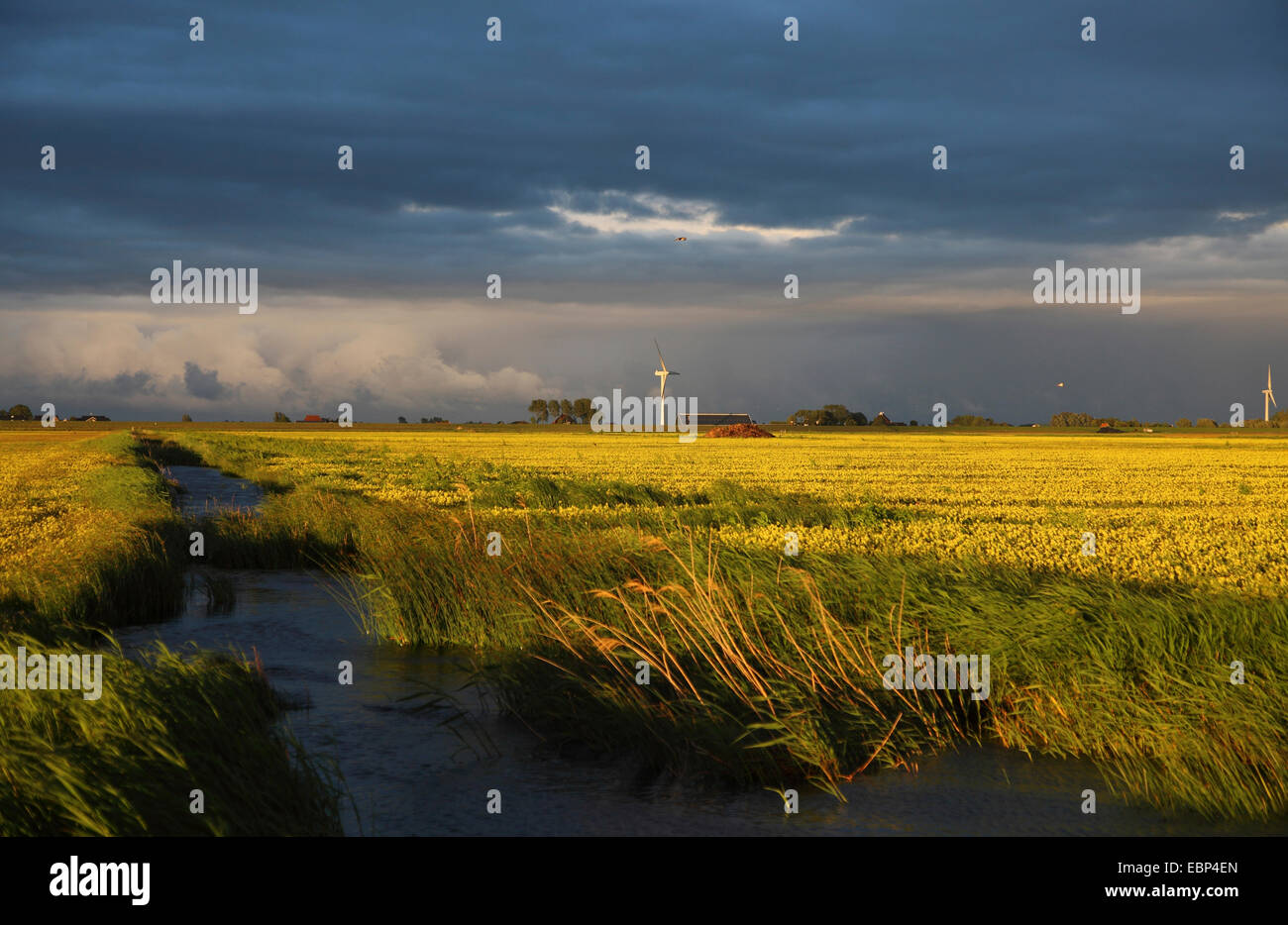 Prairies humides à Workumer Waard ; humeur du soir après la pluie, Pays-Bas, Frise Banque D'Images