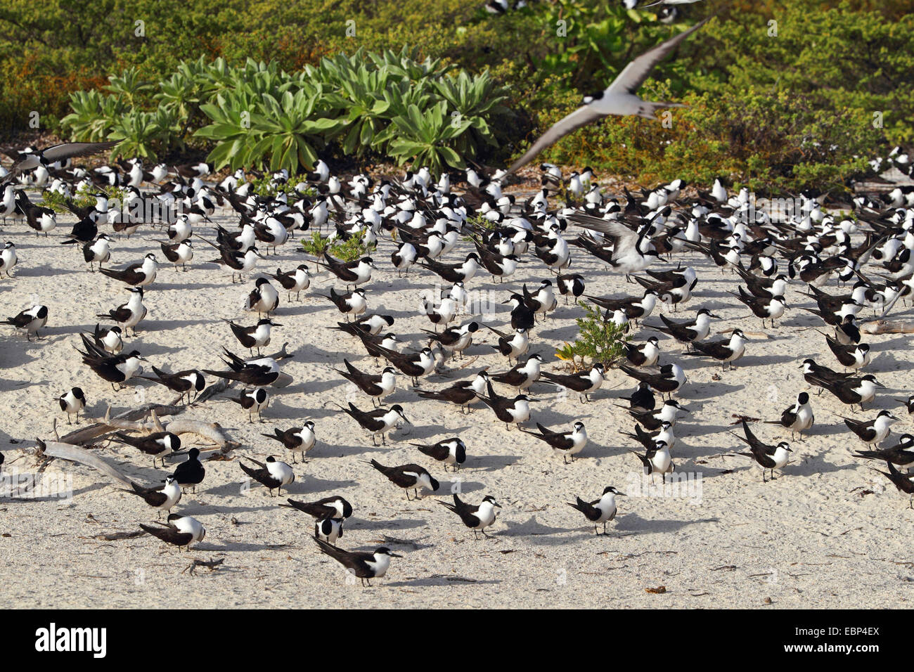 La sterne pierregarin (Sterna fuscata), grande troupe debout sur la plage, les Seychelles, l'Île aux Oiseaux Banque D'Images