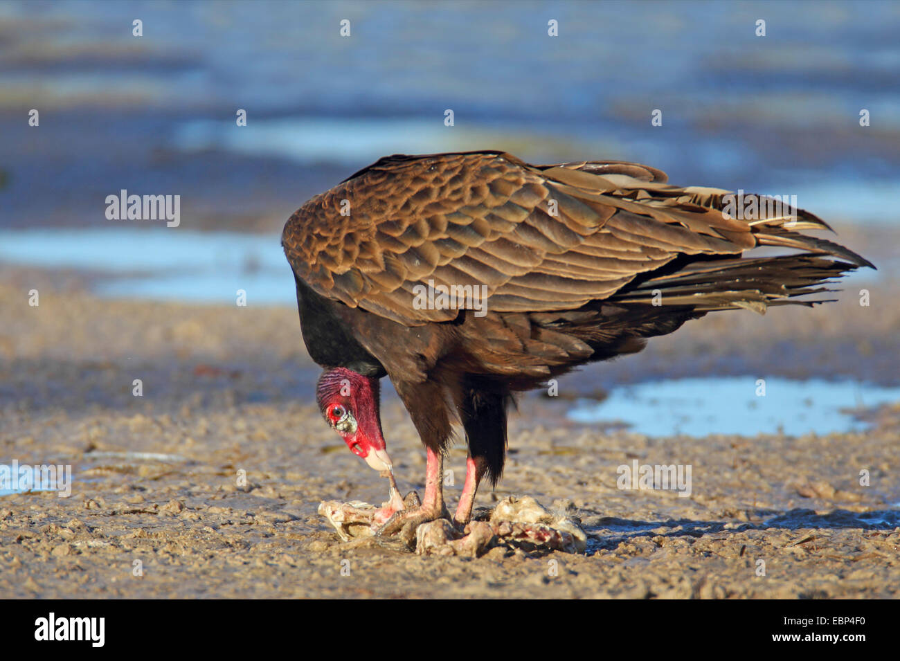 Urubu à tête rouge (Cathartes aura), l'alimentation, USA, Floride, fort de Soto Banque D'Images