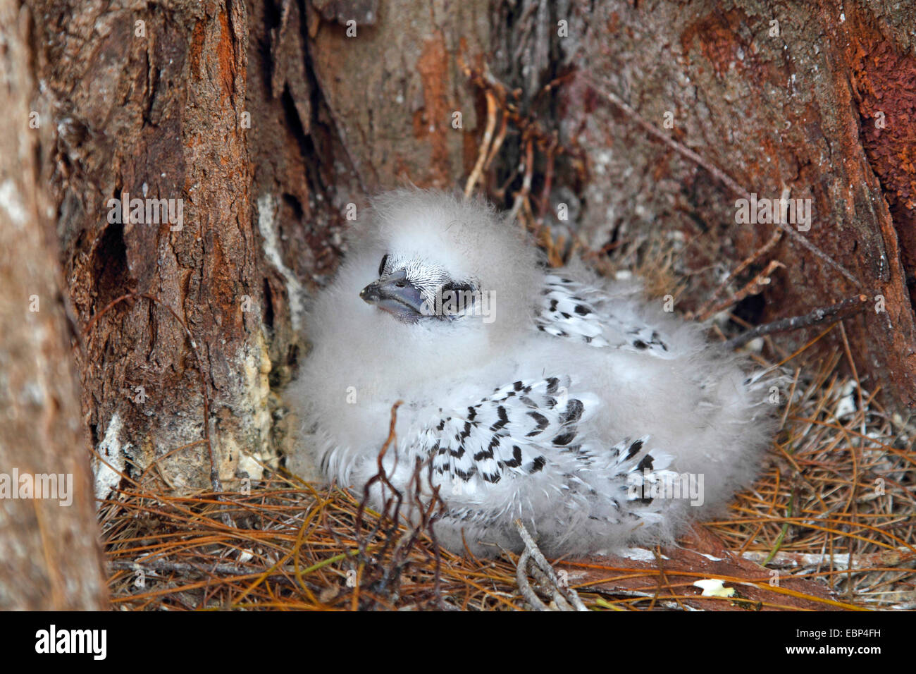 Le cerf (Phaethon lepturus tropic bird), pigeonneau au nid, les Seychelles, l'Île aux Oiseaux Banque D'Images