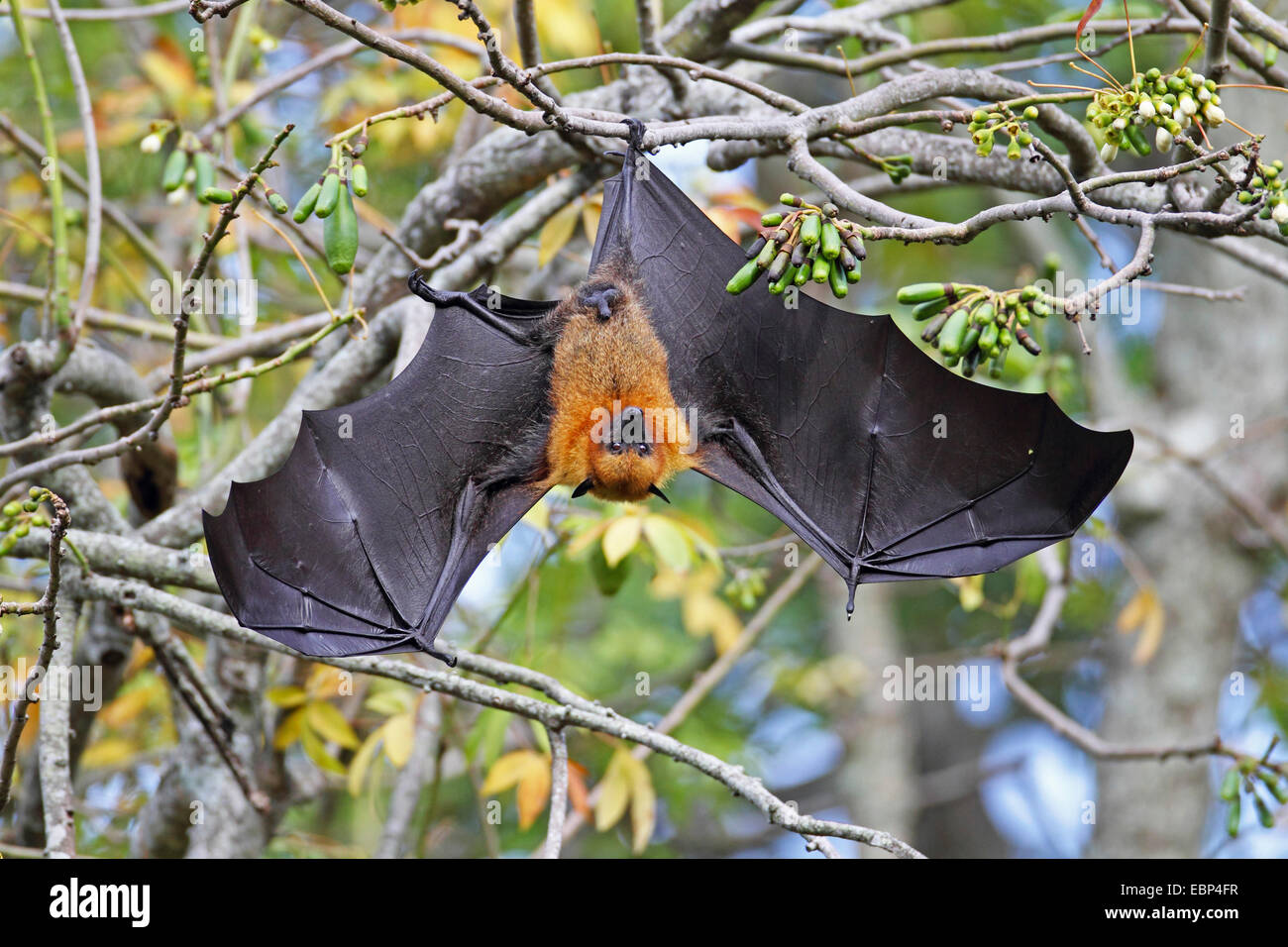 Seychelles, seychelles flying fox (Pteropus seychellensis fruit bat), suspendu avec les ailes ouvertes, la tête dans un arbre, Seychelles, Mahe Banque D'Images