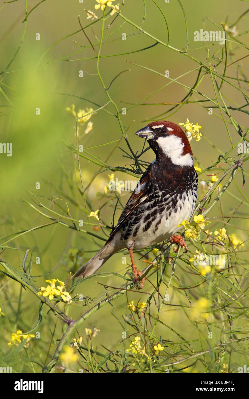 Moineau espagnol (Passer hispaniolensis), homme assis dans un crucifer, Bulgarie, Kap Kaliakra Banque D'Images