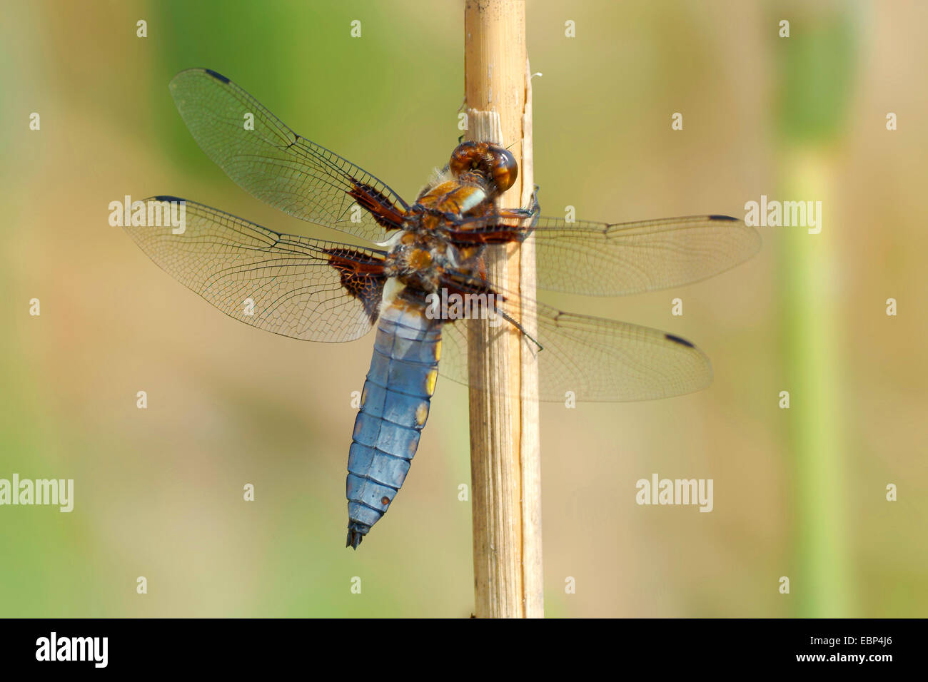 À corps large libellula, large taille chaser (Libellula depressa), homme, Allemagne Banque D'Images
