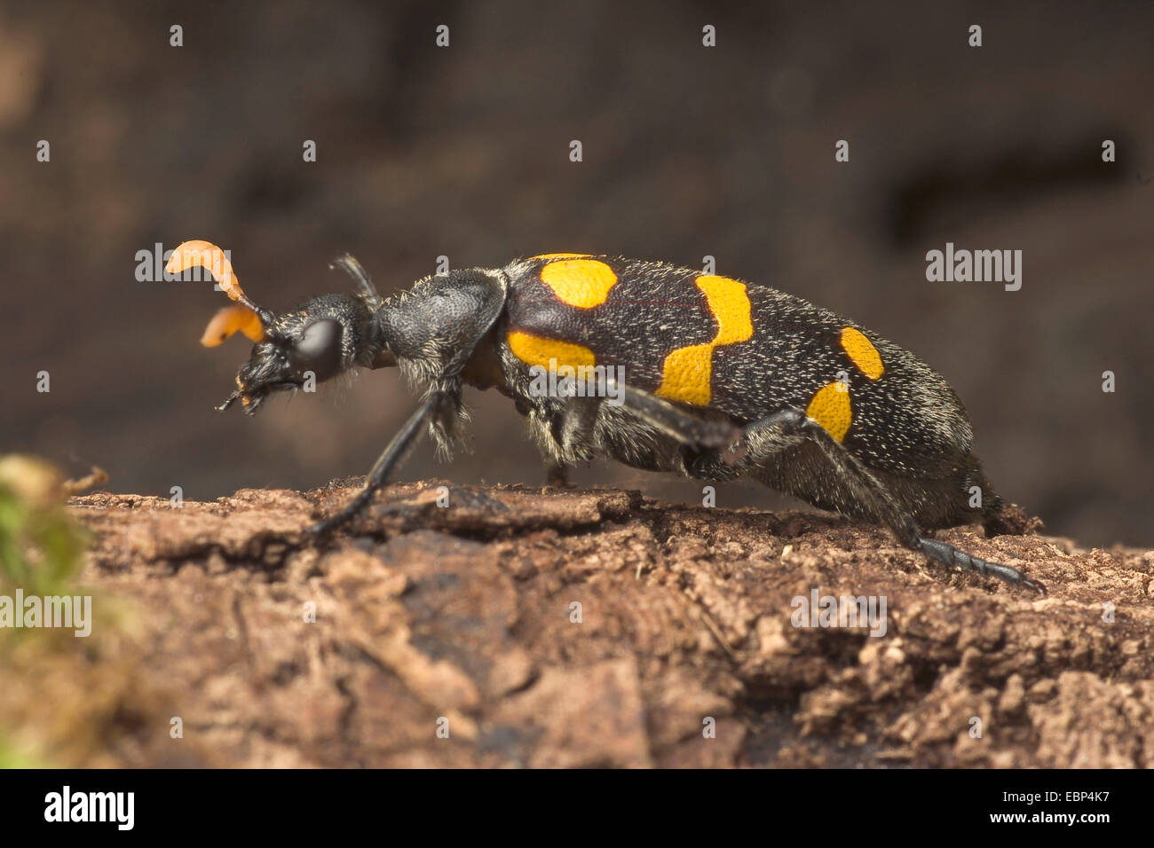 Blister beetle (Meloidae spec.,), sur une pierre Banque D'Images
