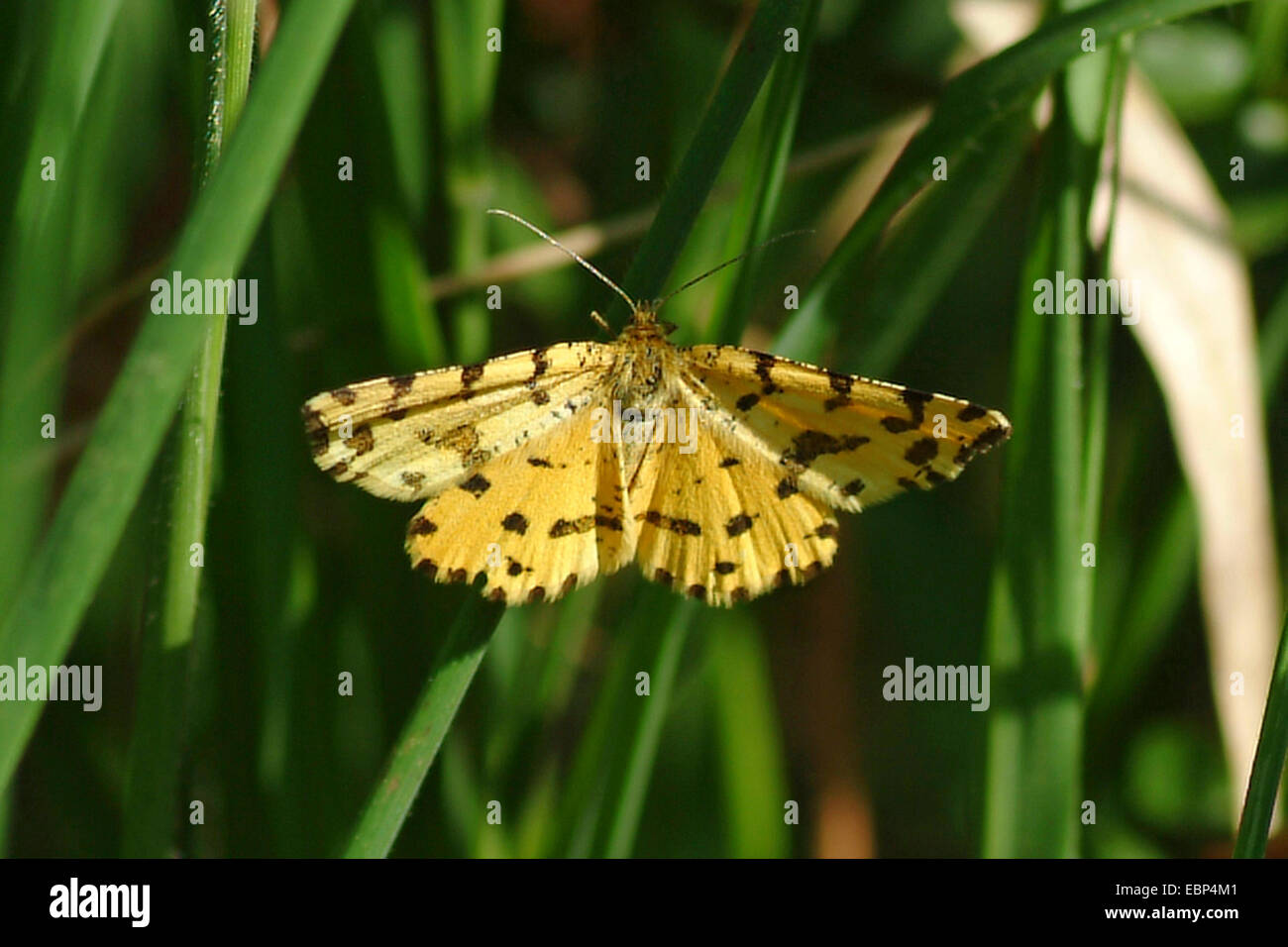 Pseudopanthera macularia mouchetée (jaune), sur un brin d'herbe, Allemagne Banque D'Images