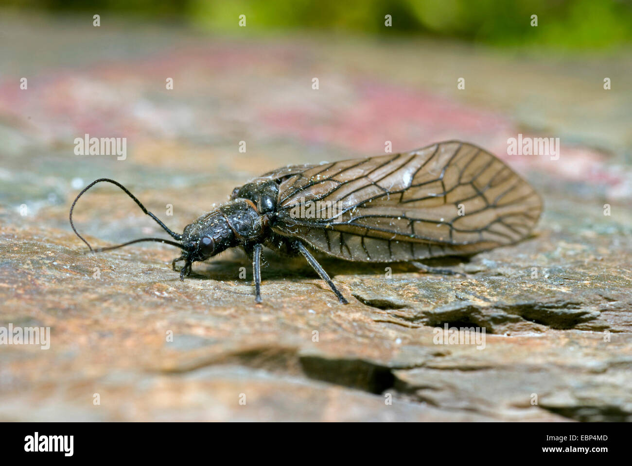 Alder fly (cf. Sialis lutaria), sur une pierre, Allemagne Banque D'Images