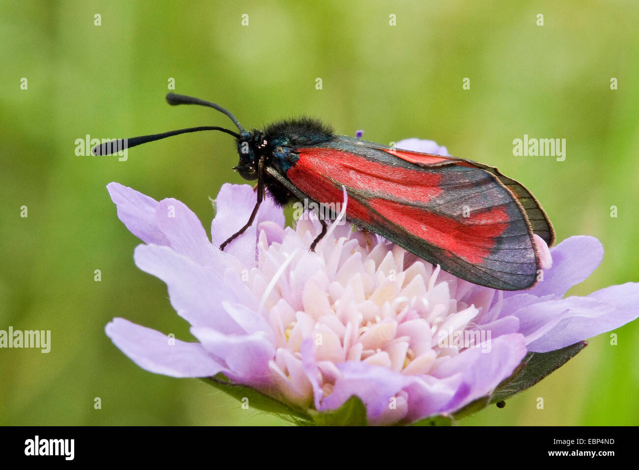 Zygaena purpuralis Burnett (transparent), sur une fleur scabious, Suisse Banque D'Images