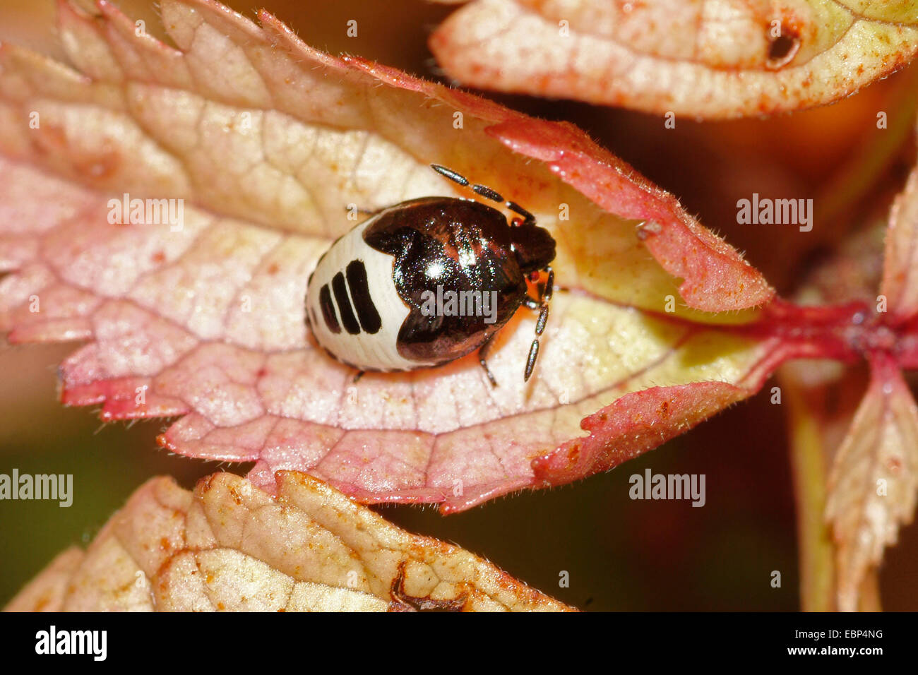 Tritomegas bicolor shieldbug (pied, Sehirus bicolor), sur une feuille, Allemagne Banque D'Images