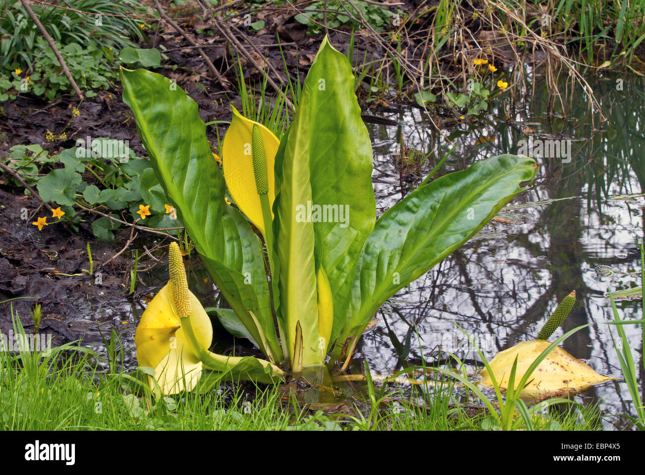 Choux, swamp lantern, arum jaune, jaune lysichiton (Lysichiton americanus), blooming, Allemagne Banque D'Images