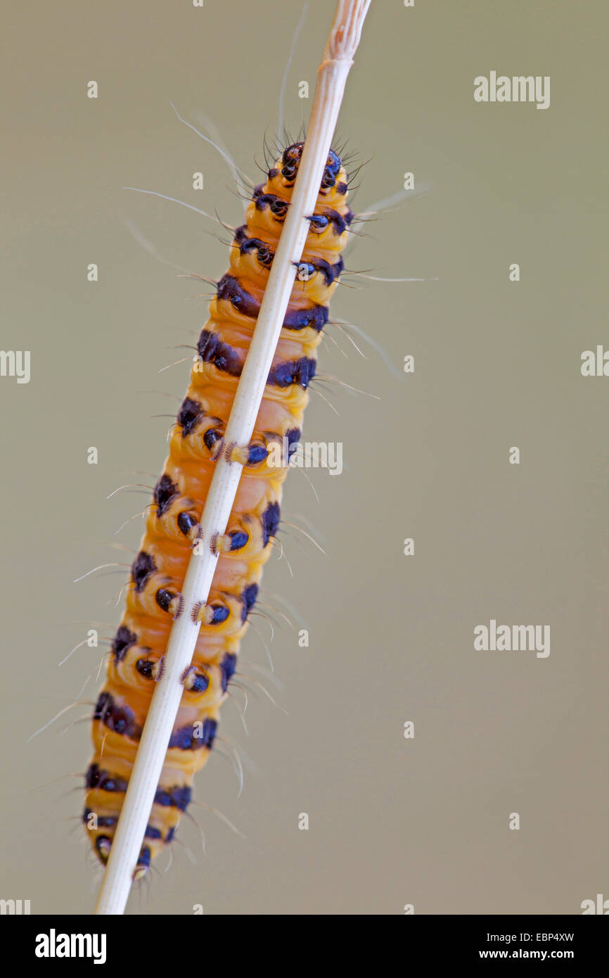 Le cinabre (Tyria jacobaeae, Thyria jacobaeae), à une tige, l'Allemagne, Schleswig-Holstein Banque D'Images