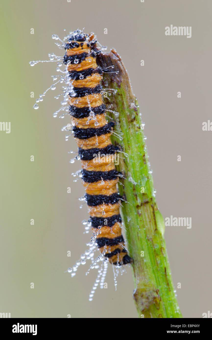 Le cinabre (Tyria jacobaeae, Thyria jacobaeae), dans la rosée du matin à une tige, l'Allemagne, Schleswig-Holstein Banque D'Images