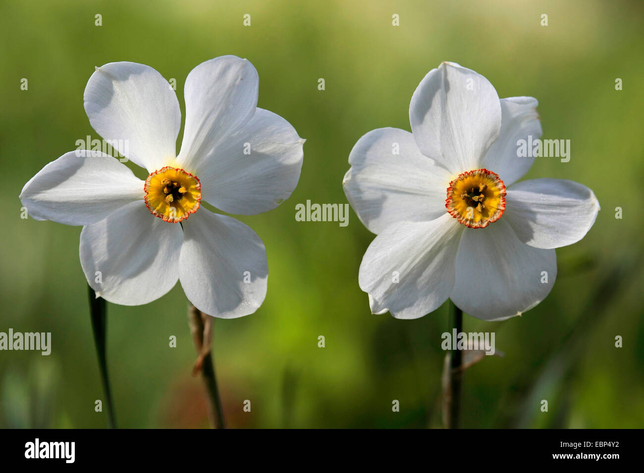 Narcisse des poètes (Narcissus poeticus), fleurs Photo Stock - Alamy