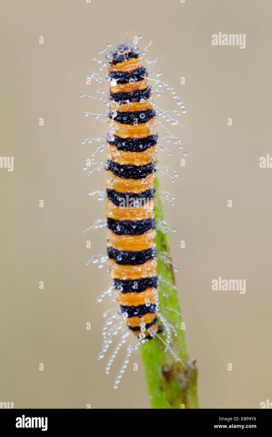 Le cinabre (Tyria jacobaeae, Thyria jacobaeae), dans la rosée du matin à une tige, l'Allemagne, Schleswig-Holstein Banque D'Images
