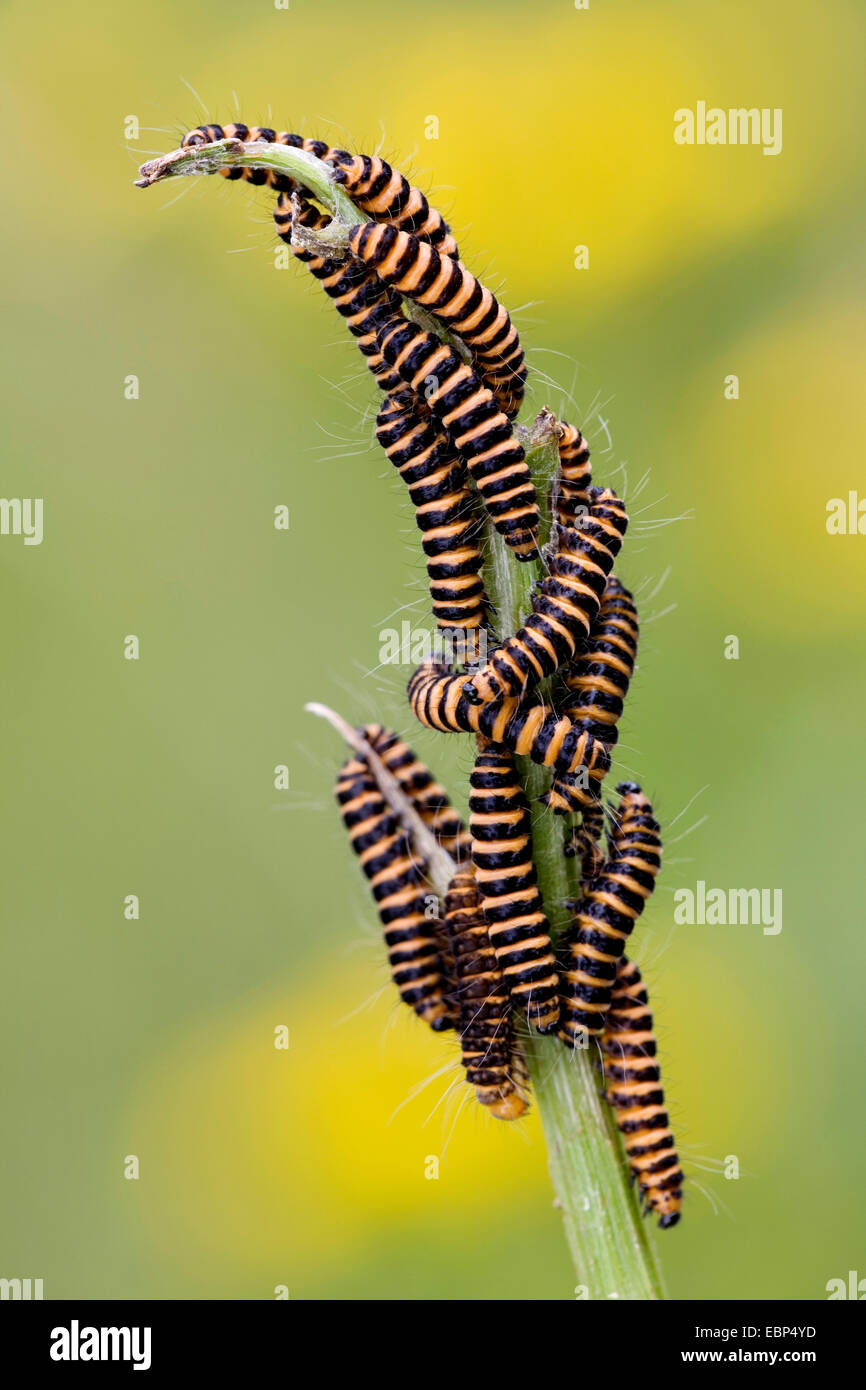 Le cinabre (Tyria jacobaeae, Thyria jacobaeae), beaucoup de chenilles à une tige, l'Allemagne, Schleswig-Holstein Banque D'Images
