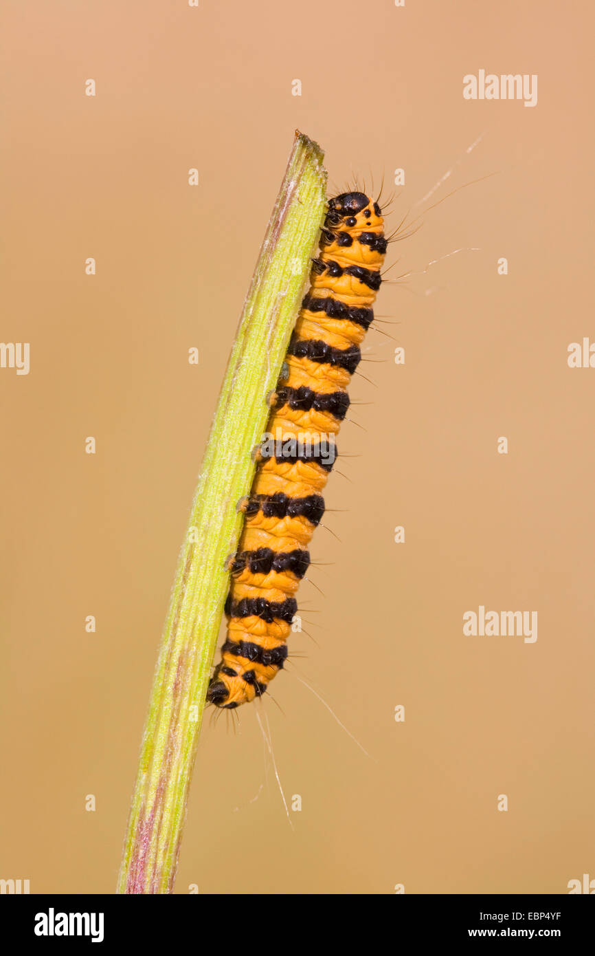 Le cinabre (Tyria jacobaeae, Thyria jacobaeae), Caterpillar à une tige, l'Allemagne, Schleswig-Holstein Banque D'Images